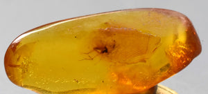 Schlupfwespe ( Scelionidae )