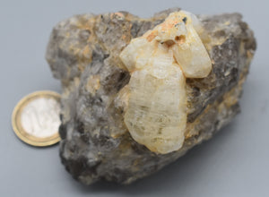 zircon x