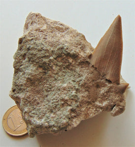 Otodus obliquus shark tooth