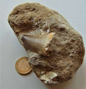 Tooth of Mosasaurus