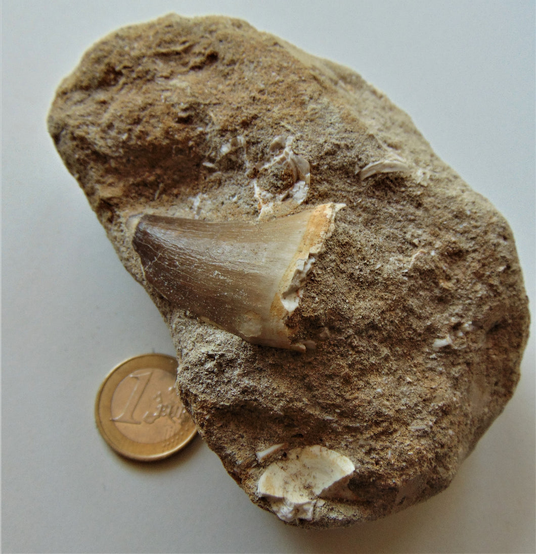 Tooth of Mosasaurus