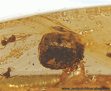 Throat of a wood wasp