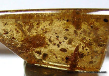 Raupe, Insekteneier