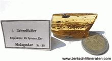 Schnellkäfer
