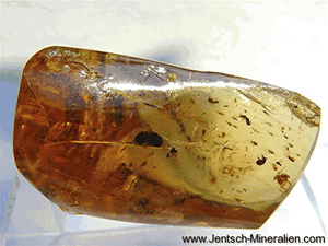 weisse Fliege, Mottenschildler